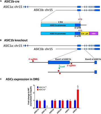 Involvement of Acid-Sensing Ion Channel 1b in the Development of Acid-Induced Chronic Muscle Pain